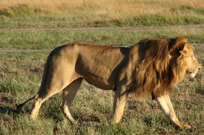 Male-Lion
