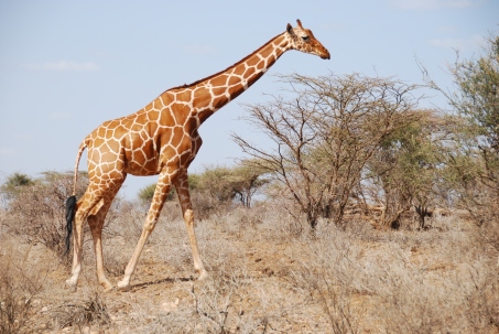 Reticulated giraffe Samburu NR 3 (c) J Doherty_GCF