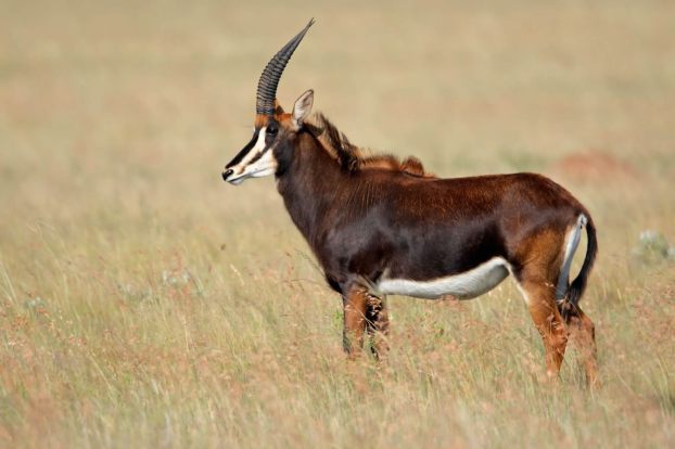 Sable-Antelope